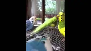 Birdie Fun 1.mov
