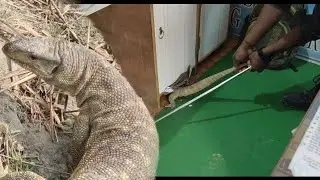 नाभि मे फूंक कर मारने वाला जानवर। जब दुकान में किया घुसपैठ। #vishalsnakesaver