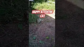Happy attentive cat #catfriendship #catfriendly