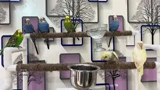 Happy budgie sounds #rbnbirds #birds #pets #budgies #parrot #parakeet #lovebirds #reels #new #pet