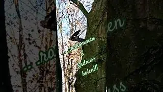 ...rankommen und Erdnuss holen!!! 🙂