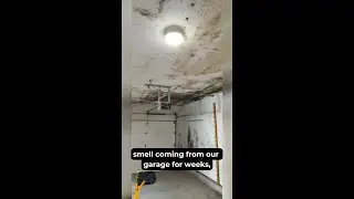 Toledo Garage Mold Remediation: Complete Removal and Restoration