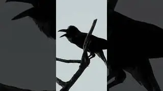 Crystal-clear Sound of a Crow | Black crow...