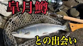 [渓流ルアー］長良川サツキマスを釣り上げろ！！