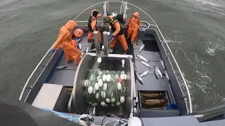 Picking Fish in Ugashik, Bristol Bay, Alaska 2023