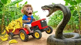 Monkey Bini Drives Tractor Into a DEADLY Cobra Zone! 😱🐍 His Last-Second Baby Rescue SHOCKS All 🦔