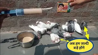 कबूतर के बच्चे को जल्दी बड़ा करने का सबसे आसान तरीका 10 रूपये के बिस्किट से #kabootarcare
