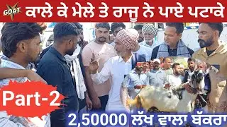 ਕਾਲੇ ਕੇ ਮੇਲੇ ਤੇ ਰਾਜੂ ਨੇ ਪਾਏ ਪਟਾਕੇ  Mela Kale ke #goatstar #rajudirba #goatfarming #panjab #goat 2025