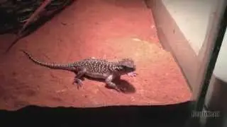 Colourful Central Netted Dragon