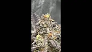 Dessert Runrz - Exotic Genetix | Premium Cannabis