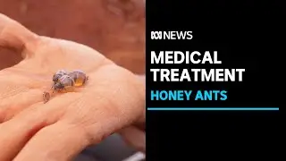 Honeypot ants in Australia's outback could hold key to new medical treatments | ABC News