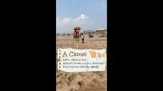 World’s Only Swimming Camels 🐪🌊 | Kharai Camels at Madhavpur Beach #feed #shortsviral #camel