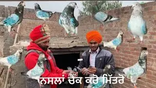 ਅੱਜ ਆਪਾ ਤੁਹਾਨੂੰ ਸੇਵਕ ਵੀਰ ਦੇ ਕਬੂਤਰਾਂ ਦਾ ਸ਼ੌਕ ਕਰਾਵਾਂਗੇ ਸਾਰੇ ਹੀ ਪਾਰ ਦੇ ਕਬੂਤਰ ਵੀਰ ਕੋਲੋਂ please suscribe 