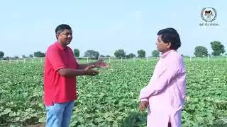 गौ कृपा अमृतम बेक्टरिया का लौकी मे बहुति अच्छा फायदा 