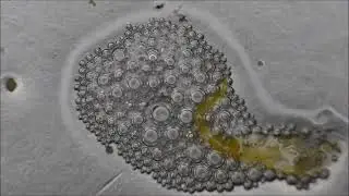 Leila Arab - UnderWaters (fan video 4k 60fps)