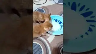 Beautiful Cat Drinking Milk&mdash;caught On Camera!#Shorts