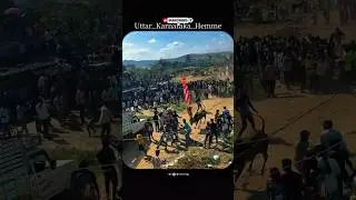 #shiggaon #ytshorts #cow #horihabba #jallikattu #jallikattubull #horihabbada #bull #haverihorihabba
