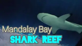Amazing Day At Shark Reef Mandalay Bay #sharkweek #entertainment #lasvegas #themepark #vegas  