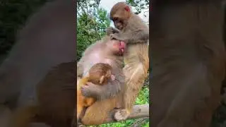 Monkeys family reunion 🫂 ❤️