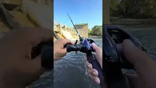 #fishing #shorts
