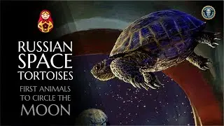 Russian Space tortoises | First Animals to circle the Moon | Zond 5