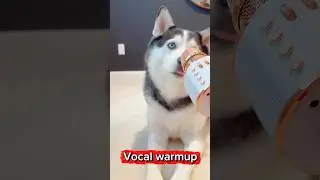 Vocal warmup before the big show! #husky #trending #animal #pet #cute #viralvideo #viralreels #pets