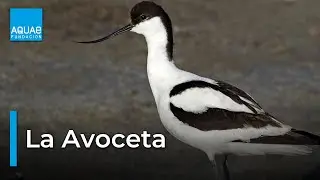 La AVOCETA, el AVE de PICO CURVO