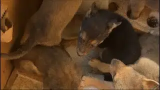 5 puppies found on the shelter gate | please help is needed # puppies