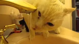 Sir Trixie Delaquesce J Simba Quackenbush Houdini Bernard Ingram Fritz Kong