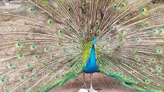 after Walk around With Other in Cage Peacock walk and Fly on Thursday, June 19,2025