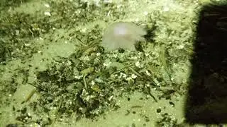Beautiful tiny jellyfish swimming in a small tide pool waiting on the tide. Saint Simons Island, GA
