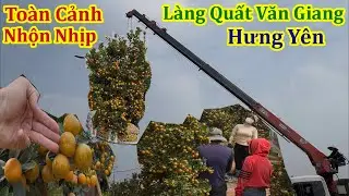 Toàn Cảnh Nhộn Nhịp Chưa Từng Thấy Làng Quất Giá Rẻ Văn Giang Hưng Yên