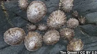 Nature's Strongest Material Comes From Sea Snails