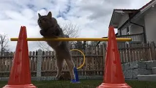 Cat Agility Heavy & Elino