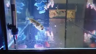 Snowflake Eel going crazy