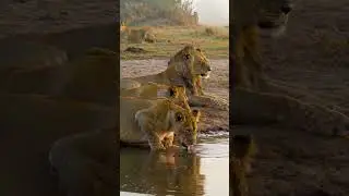 Wildlife Wonders - Cinematic AI Nature #wildlifewonders #wildlife #animals #nature