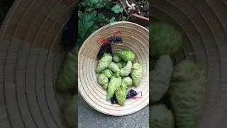 Насладитесь прекрасной природой и сельской жизнью (стр. 286). Потрясающий урожай плодов нони #приятно #фото #ферма