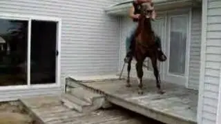 Missouri Foxtrotter Stud- Jurne