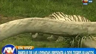 Dos tigres blancos llegan al felinario del Parque de las Leyendas
