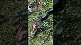 Huge eastern rat snake in my brothers yard. #snake #ratsnake #wildlife #reptiles
