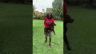Don't miss the dog festival in Uganda on 11th December. #dogs #dogshorts #dogshow #dogshow2022