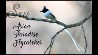 Asian Paradise Flycatcher
