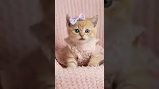 #animal #singing #pets #cat