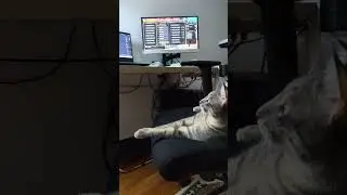 🎮 #207 PC Oyunu Oynanmasını ve İzlemeyi Seven Kedi | Felicia Gaming Partner! 😺💻 #kedi #cat #shorts