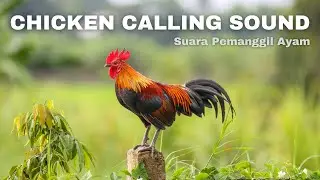 Chicken Calling Sound