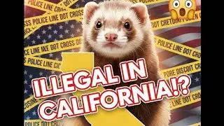 Ferrets Illegal in California: Why They're Banned and Latest 2025 Legalization Push