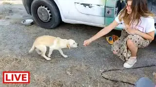The lady who adopted Marble found 2 male puppies - Takis Shelter