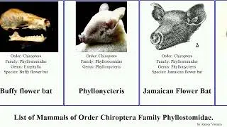 Mammals of Order Chiroptera Family Phyllostomidae bat fruit-eating long-tongued dog-like greater