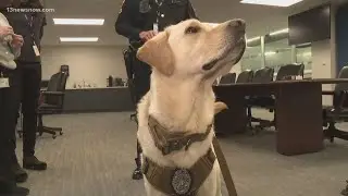 Virginia Beach police introduce new crime-fighting K9 'Chip'