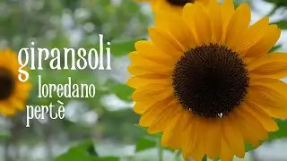 Giransoli - Loredano Pertè